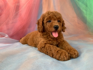 Female Mini Goldendoodle Puppy for Sale in Iowa DOB 6-4-2023, $1500